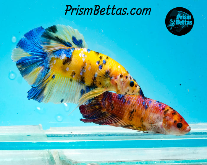 Candy Koi Giant Halfmoon Plakat Female