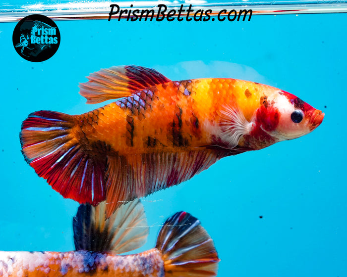 Candy Koi Giant Halfmoon Plakat Female