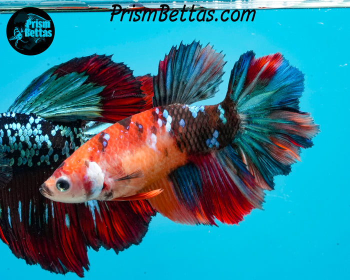 Candy Koi Halfmoon Female