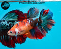 Candy Koi Halfmoon Female