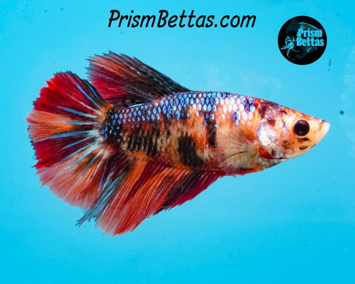 Candy Koi Halfmoon Female