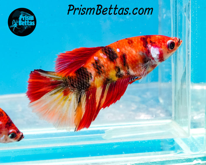 Candy Koi Halfmoon Female