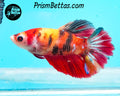 Candy Koi Halfmoon Female
