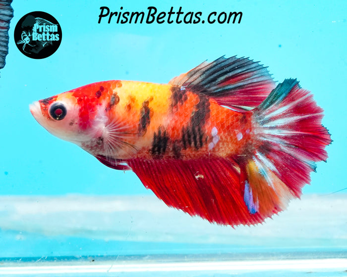 Candy Koi Halfmoon Female