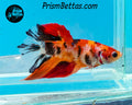 Candy Koi Halfmoon Female