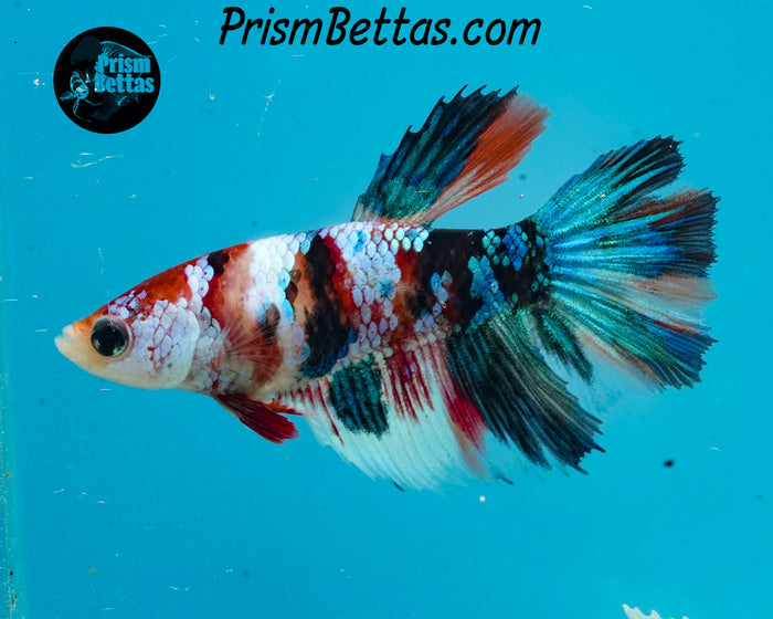 Candy Koi Halfmoon Female