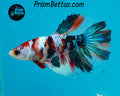 Candy Koi Halfmoon Female