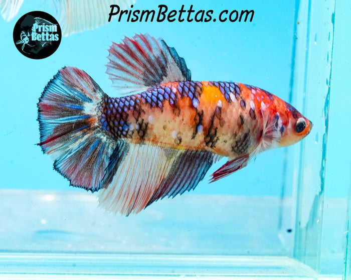 Candy Koi Halfmoon Female
