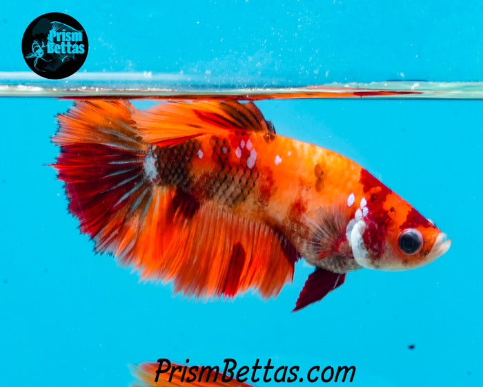 Candy Koi Halfmoon Female