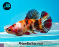 Candy Koi Halfmoon Female