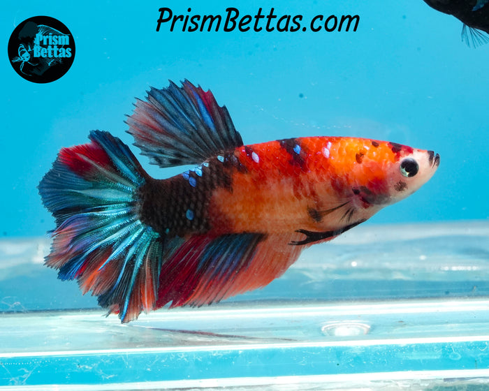 Candy Koi Halfmoon Female