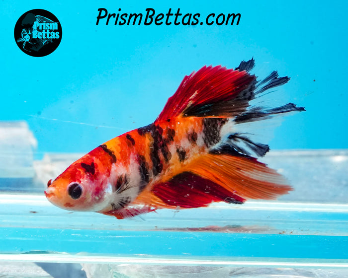 Candy Koi Halfmoon Female