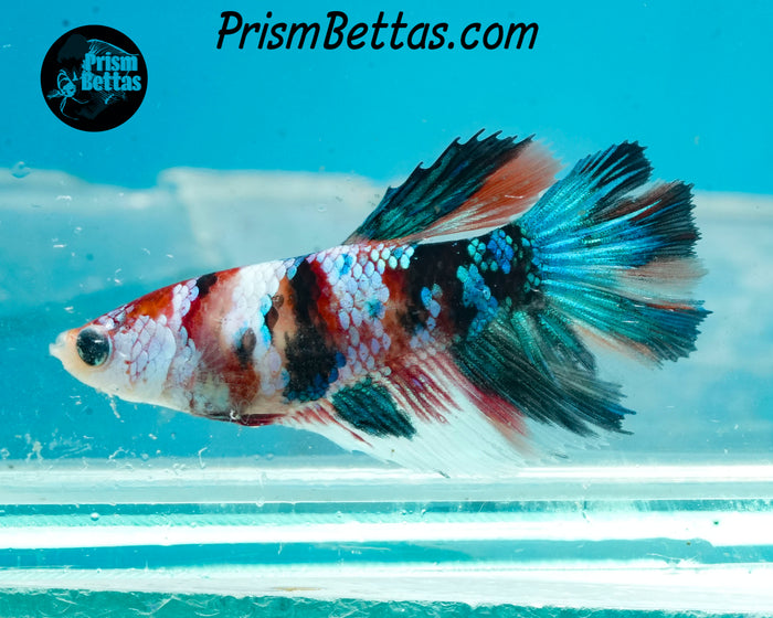 Candy Koi Halfmoon Female