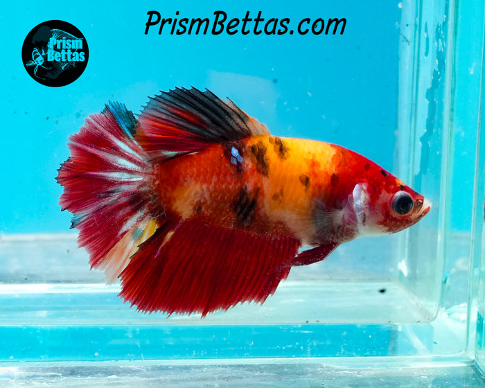 Candy Koi Halfmoon Female