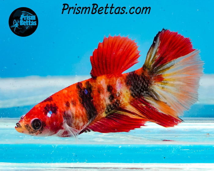 Candy Koi Halfmoon Female