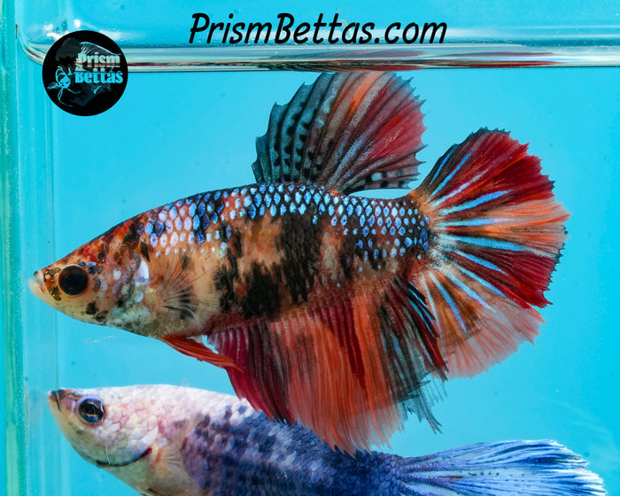Candy Koi Halfmoon Female