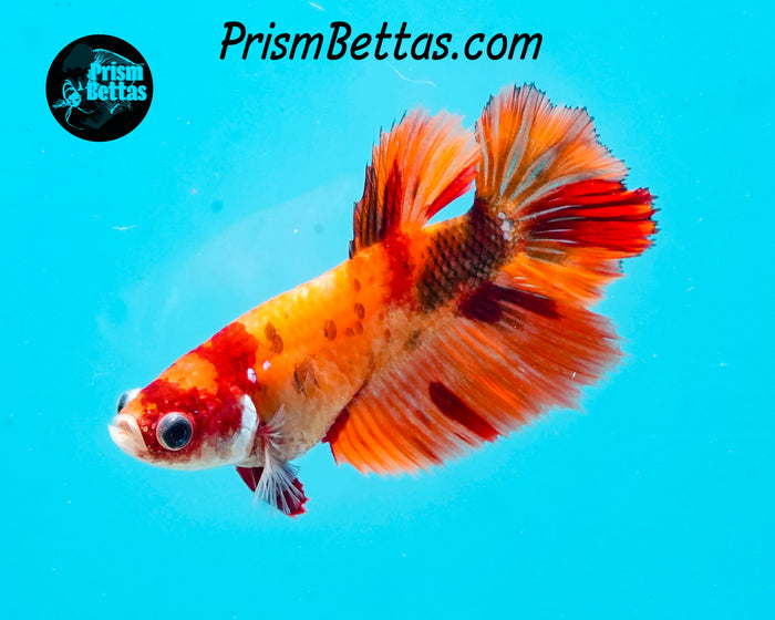 Candy Koi Halfmoon Female