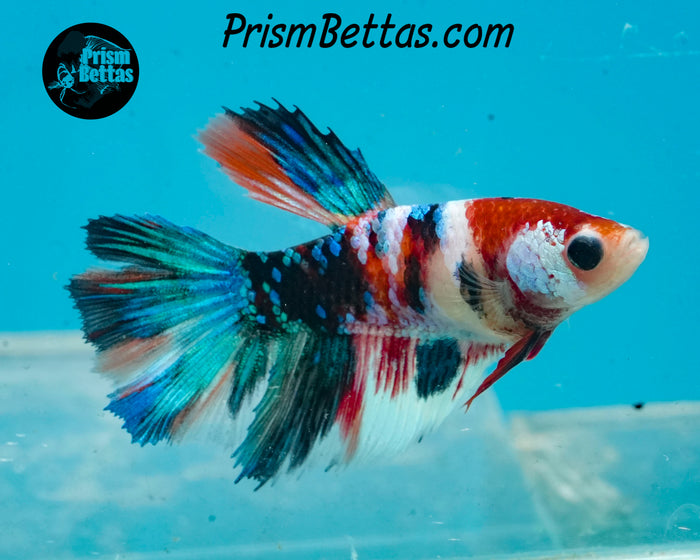 Candy Koi Halfmoon Female