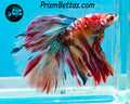 Candy Koi Halfmoon Male