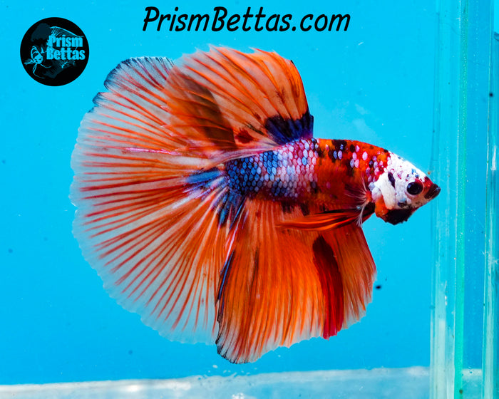Candy Koi Halfmoon Male