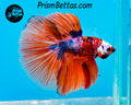 Candy Koi Halfmoon Male