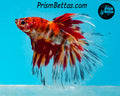 Candy Koi Halfmoon Male