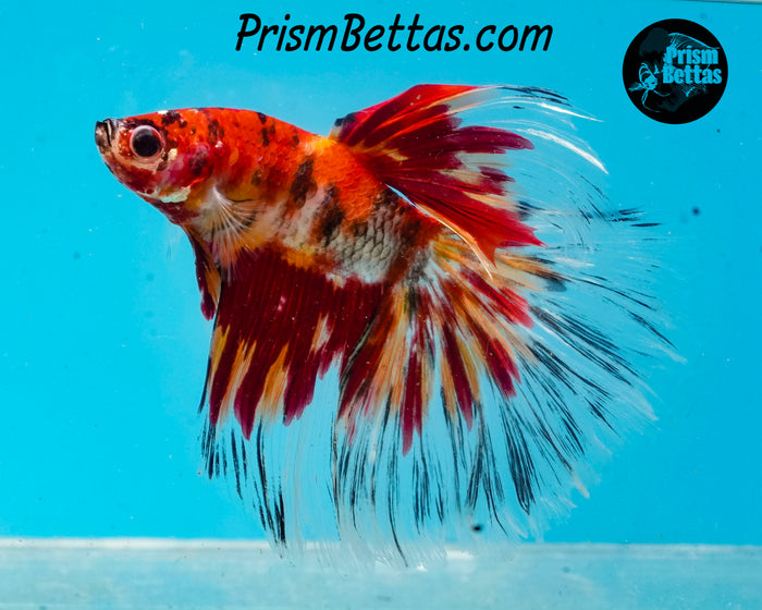Candy Koi Halfmoon Male