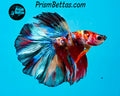 Candy Koi Halfmoon Male