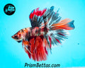 Candy Koi Halfmoon Male