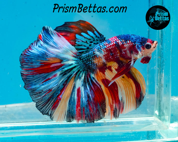 Candy Koi Halfmoon Male