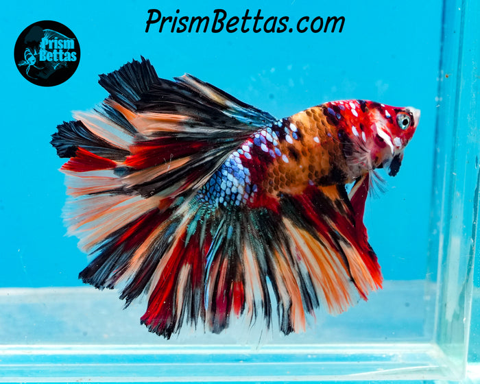 Candy Koi Halfmoon Male