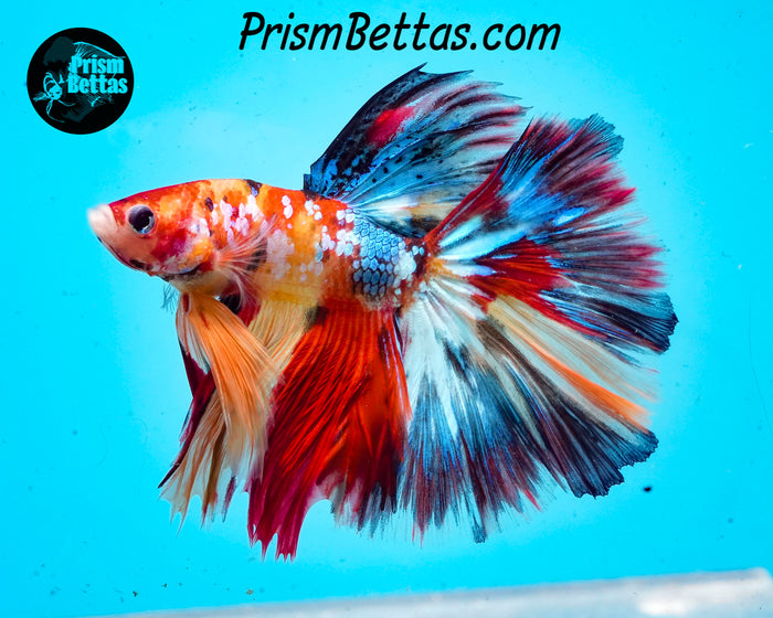 Candy Koi Halfmoon Male