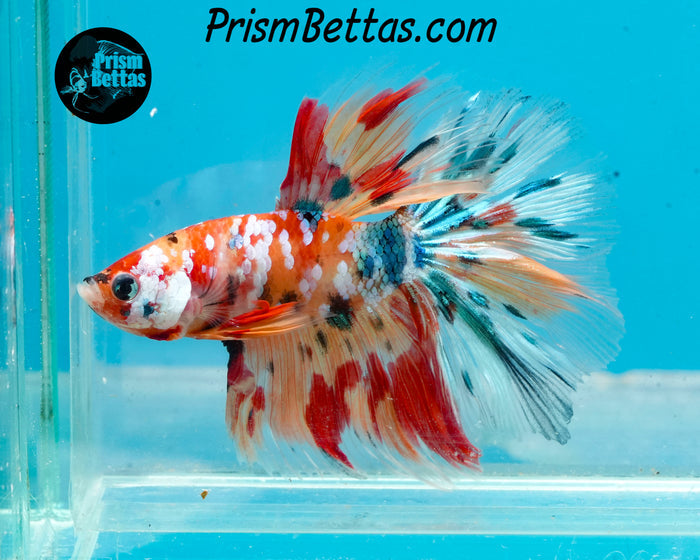 Candy Koi Halfmoon Male