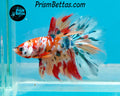 Candy Koi Halfmoon Male