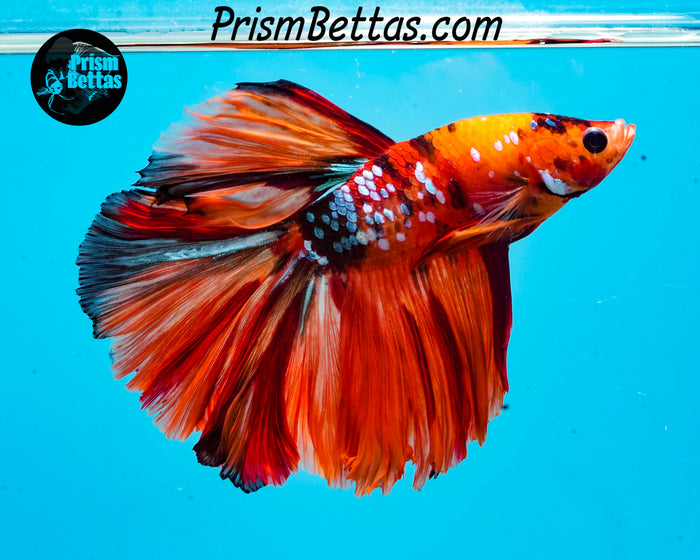 Candy Koi Halfmoon Male