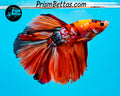 Candy Koi Halfmoon Male