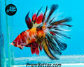 Candy Koi Halfmoon Male