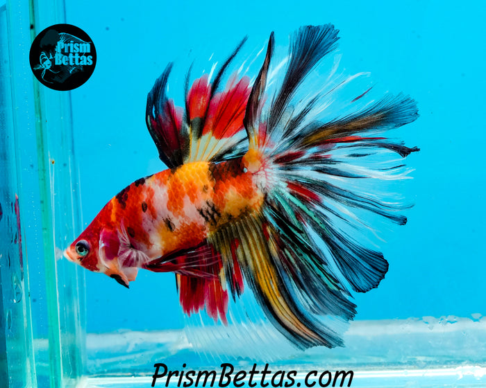 Candy Koi Halfmoon Male