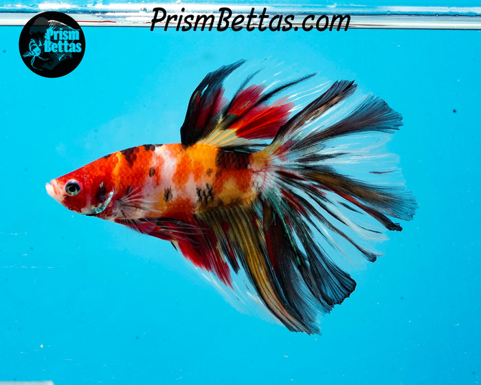 Candy Koi Halfmoon Male