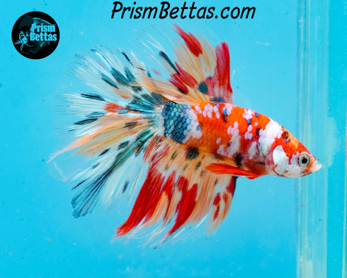 Candy Koi Halfmoon Male