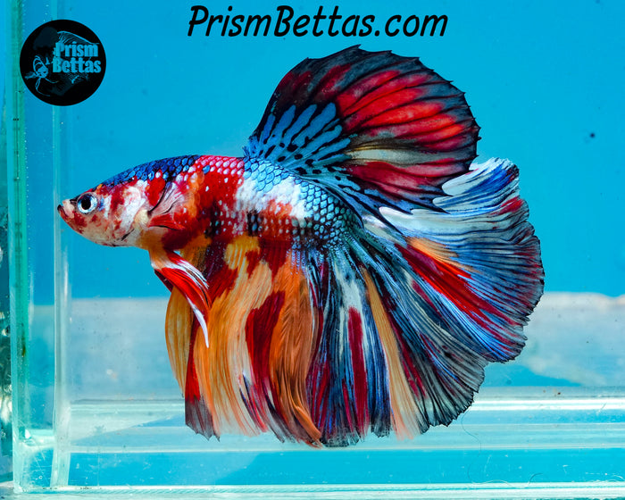 Candy Koi Halfmoon Male