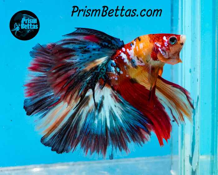 Candy Koi Halfmoon Male