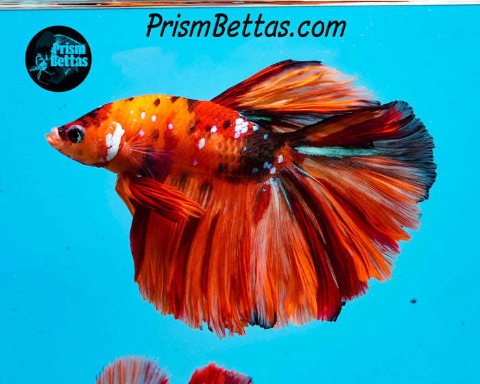 Candy Koi Halfmoon Male