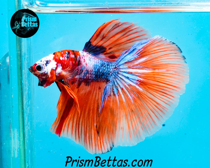 Candy Koi Halfmoon Male