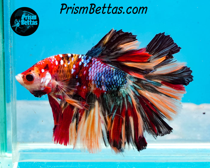 Candy Koi Halfmoon Male