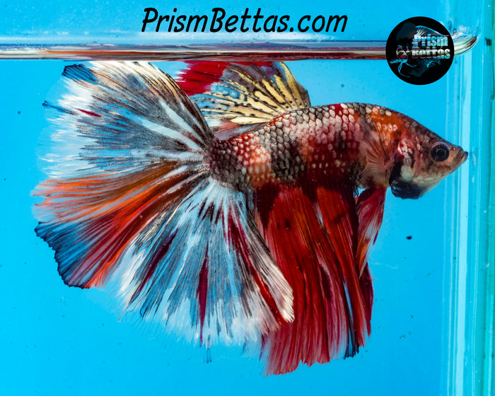 Candy Koi Halfmoon Male