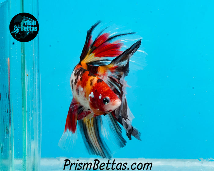 Candy Koi Halfmoon Male