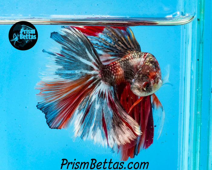 Candy Koi Halfmoon Male