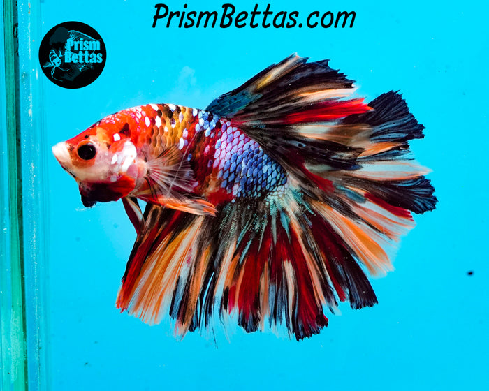 Candy Koi Halfmoon Male