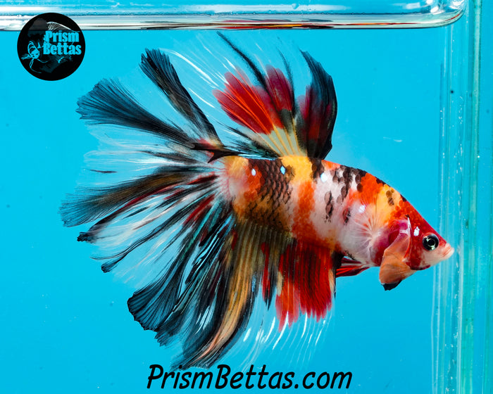 Candy Koi Halfmoon Male